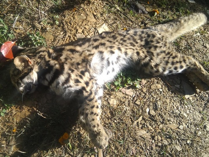 चितुवाको बच्चा मृतावस्थामा भेटियो